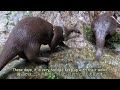 My Otters Have Grown Too Tough… [Otter Life Day 903]