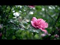 Refreshing Sounds: Cooling Rain Relaxing Music || 1 HOUR || Blissful Tones