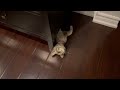 Kitten Launches Surprise Attacks on Mom and Masters the Art of Hide-and-Seek! 😺🙈 #shorts
