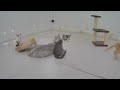Funny Pets That Will Make Your Day Brighter 😂😘 Funny Cats Videos 2024 😆