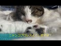 ニャンプロの掟がコレだ‼😾🤭✨　【月曜・金曜は兄妹猫の担当です😻】(Video Up On Mon.and Fri.）