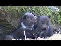 Nationalpark  Bayer. Wald: Drei Baby-Bären kommen mit Mama aus Höhle