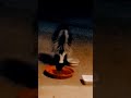 skunky world wild skunk eating beating other skunk to the dish #skunks #skunk