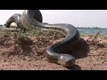 7 Biggest Snakes Ever Found