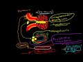 Pathophysiology of Diabetic Nephropathy