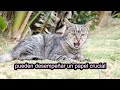 LOS 20 PODERES OCULTOS DE LOS GATOS #gatos #cat #gato