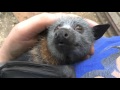 Juvenile bat squeaks while being petted:  this is Jeddah