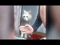 You Laugh You Lose 2024 😸🐶 Best Funny Cats and Dogs Videos 😁🥰🥰 Part 127