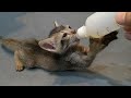 Orphan Kitten Drinks Milk and Goes Crazy for Chicken Soup