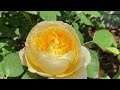 여왕의 계절 5월의 장미 전주 수목원에 먼저 노크해봅니다.Rose of the Queen's Season 5 Jeonju Arboretum
