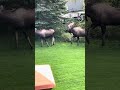Moose lovin