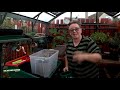 Overwintering pepper plants in the greenhouse and indoors