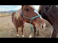 $25 Auction RESCUE horse ~ UNBELIEVABLE ~ 1 year Transformation! ❤️ Scarlet's Story ❤️
