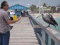 Pelican Bite