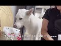 The reaction of a cat and Jindo dog when we brought puppies
