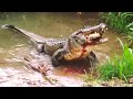 Alligator eats a Turtle