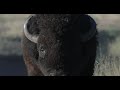 Wildlife Photography-BULL BISON RUT 2020/with Sound-Jackson Hole/Grand Teton Park/Yellowstone Park