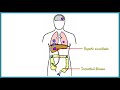 Amebiasis (Amoebic Dysentery) |  Pathogenesis, Clinical presentation, Diagnosis & Treatment