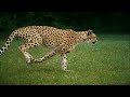 Cheetahs for Kids: Learn All About Cheetahs - FreeSchool