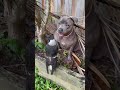 An English Staffy Dog and a young Magpie are unlikely animal friends with the sweetest bond .