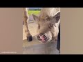 Funniest Animal Videos Will Cheer You Up! 🤣 Best Funny Animals Videos of Week