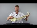 Common Root Cause of Scoliosis with Matthew Janzen, Doctor of Chiropractic