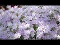 【大桑原つつじ園】Daikanbara Azalea garden 室町時代から続く、廻遊式の庭園でやさしく咲き誇るツツジ #azalea