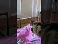 Cat loves watching cat documentary