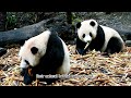 Mysteries you may not know about Panda!