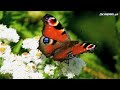 My top 10 beautiful butterflies in Japan