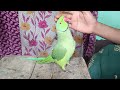 Parrot talking sita-ram🚩parrot talking jay shree ram🚩सीता-राम 🚩जय श्री राम🚩bolane wala Mitthu🦜popat