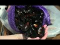 How Farmers Grow Thousands of Mussels on a Rope