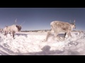 North America's Largest Herd of Caribou on the Move (360 Video) | Wild Canadian Year