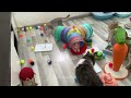 When startled dogs and cats fall backwards 😂 it's very funny 😻