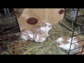 Day 16 new Zealand red kits, and everyone is out of the nest box.