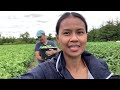 Picking Thai eggplants พาสามีฝรั่งไปเก็บมะเขือ 🇨🇦