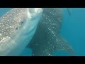 Whale shark swimming in Oslob, Philippines