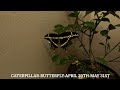 Giant Swallowtail Butterfly Life Cycle