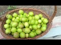 मेरे किचन गार्डन में सेब बेर की कटाई🍏