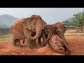 Elephant Cerebrate the First Rain - ElephantNews
