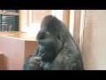 An emotional moment! Gorilla father and son reconciled after a fight. / Shabani Group
