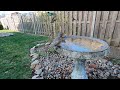 Cedar Waxwing birdbath