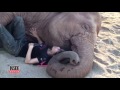 Watch The Heartwarming Moment An Elephant Falls Asleep to Caretaker's Lullaby