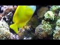 Clownfish spawning, #2