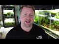 Great Live Fish Food! - How to Easily Culture Daphnia / Water Fleas and What to Avoid