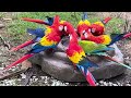 4K BIRD PARADISE 2024 - MACAWS UNLEASHED!!!