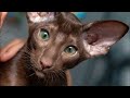 7 Reasons You Should NOT Get an Oriental Shorthair Cat