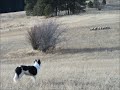 Dog Grazes and Tends Sheep on the Hill -- Herding Dog and Stock -- Train Border Collie