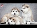 Alaskan Malamute vs Siberian Husky | Which One is Better