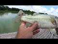 Releasing Our Pet Bass Moby into the Backyard Pond!